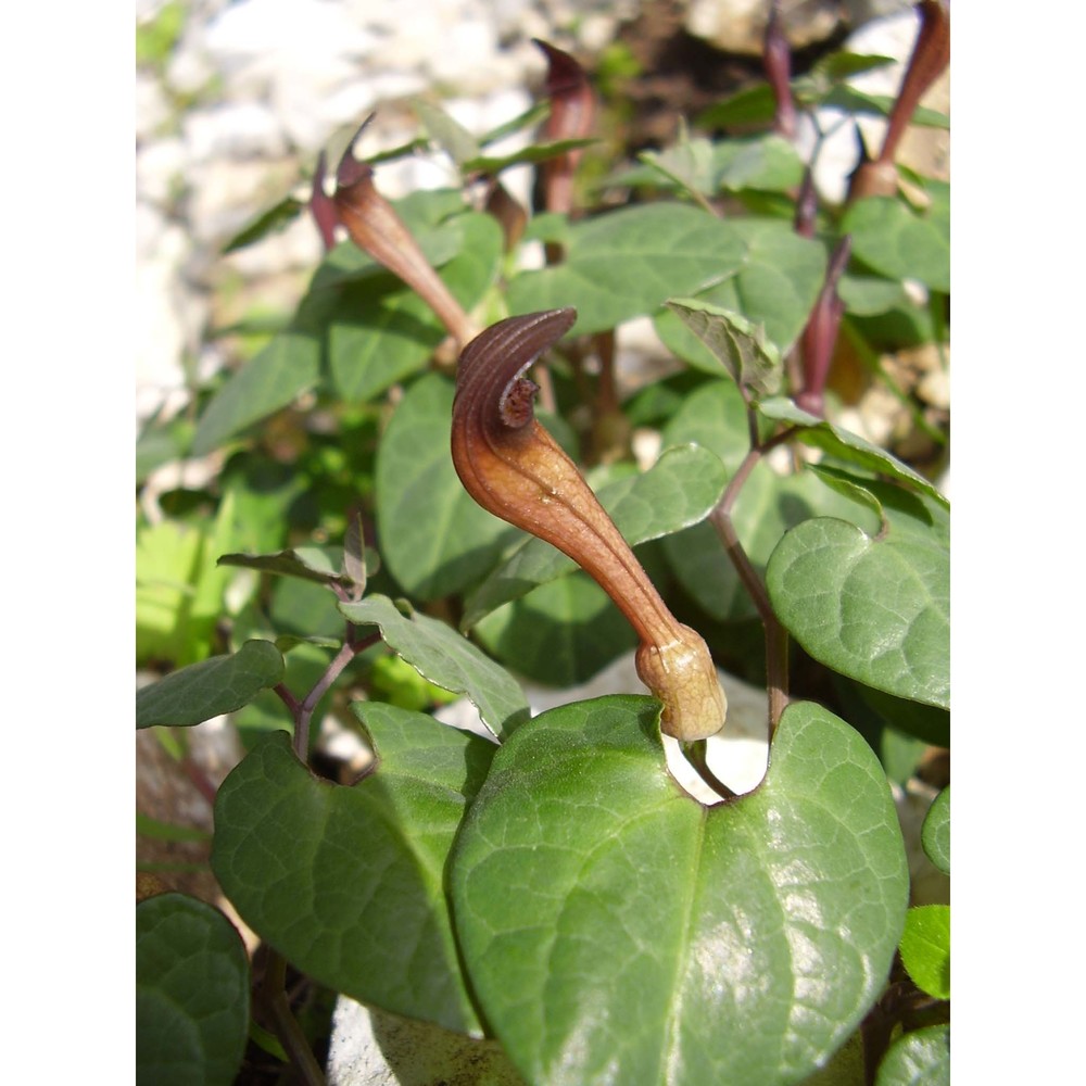 aristolochia tyrrhena e. nardi et arrigoni