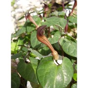 aristolochia tyrrhena e. nardi et arrigoni