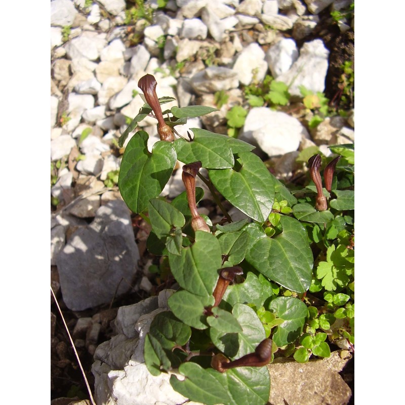 aristolochia tyrrhena e. nardi et arrigoni