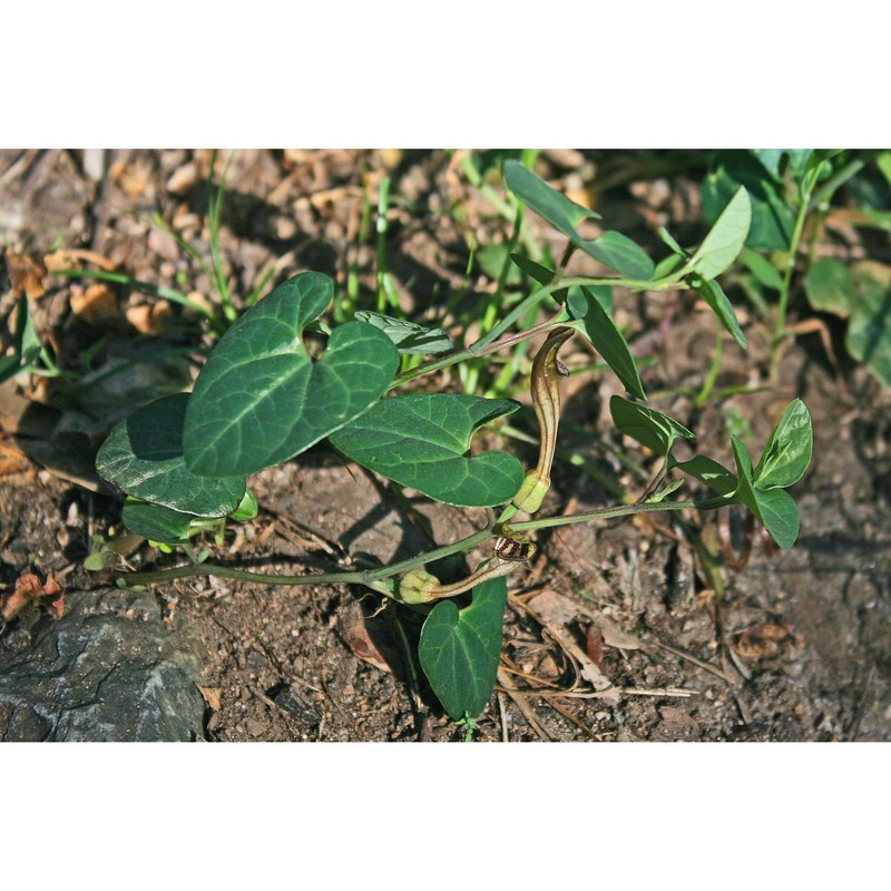 aristolochia tyrrhena e. nardi et arrigoni