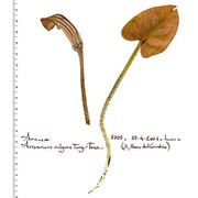 arisarum vulgare targ. tozz.