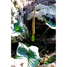 arum apulum (carano) p. c. boyce