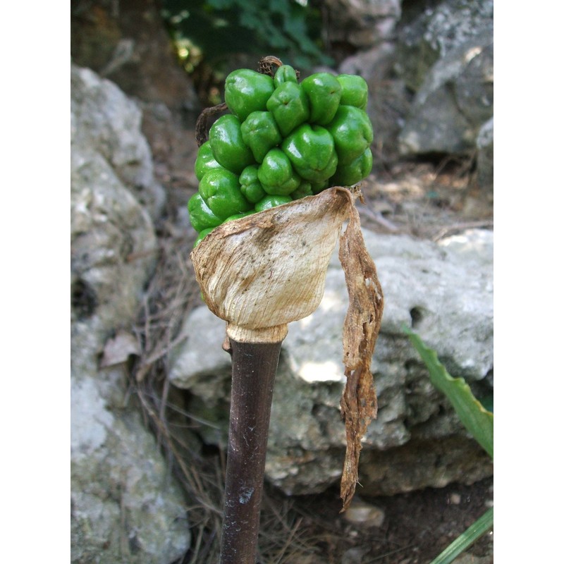 arum apulum (carano) p. c. boyce