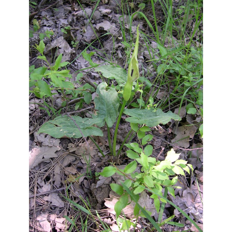 arum cylindraceum gasp.