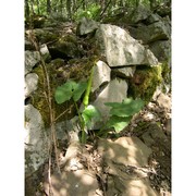 arum cylindraceum gasp.