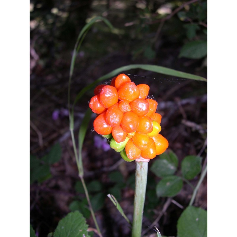 arum cylindraceum gasp.