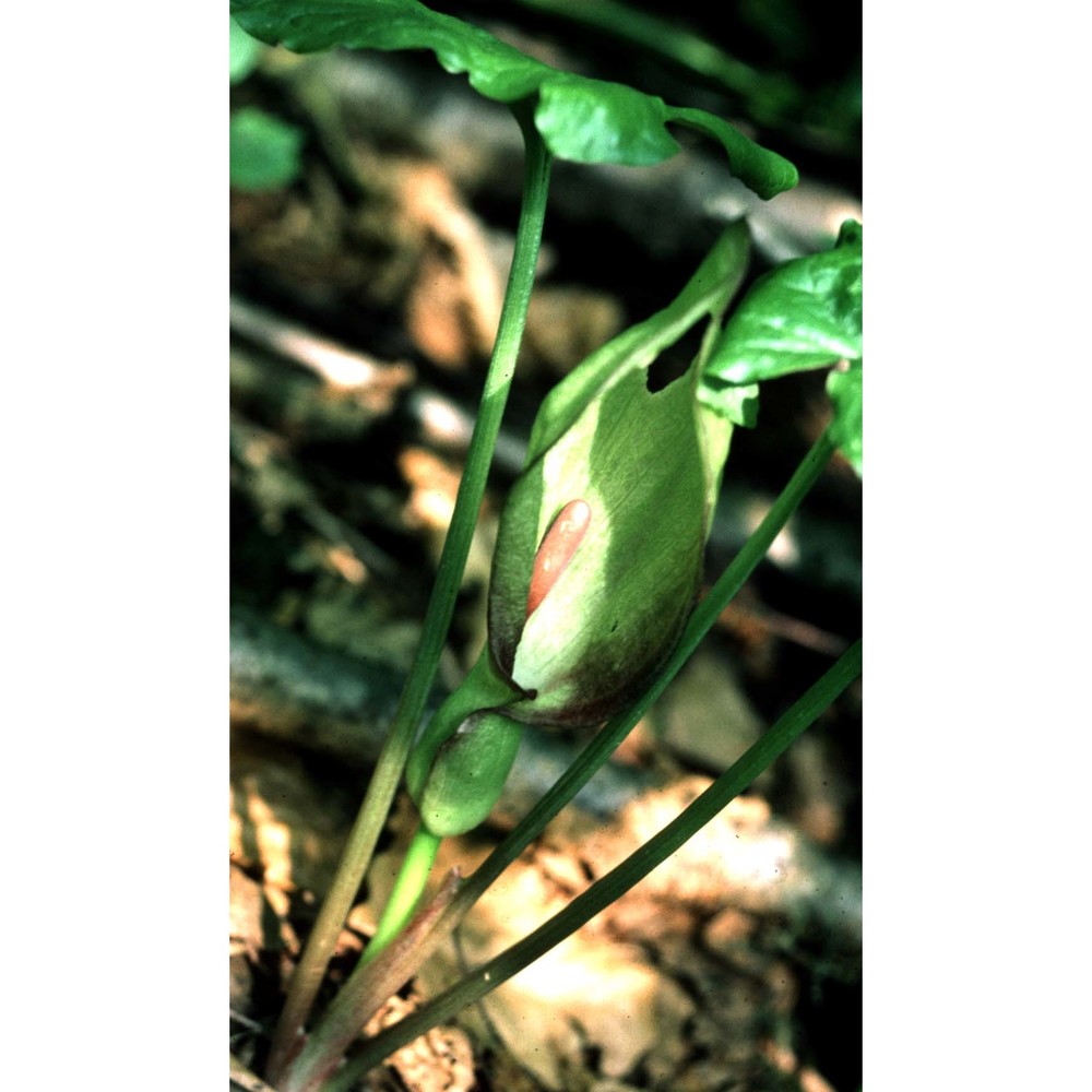 arum maculatum l.