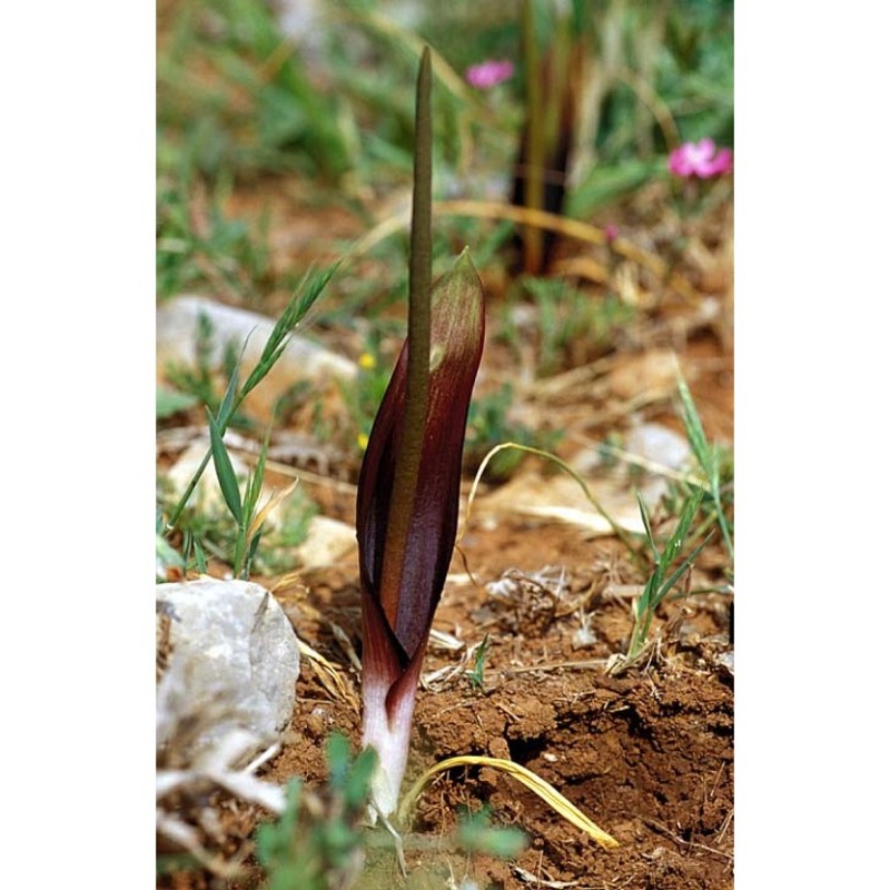 biarum tenuifolium (l.) schott