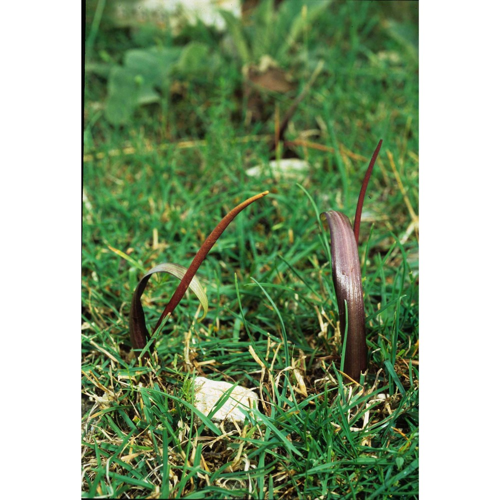 biarum tenuifolium (l.) schott