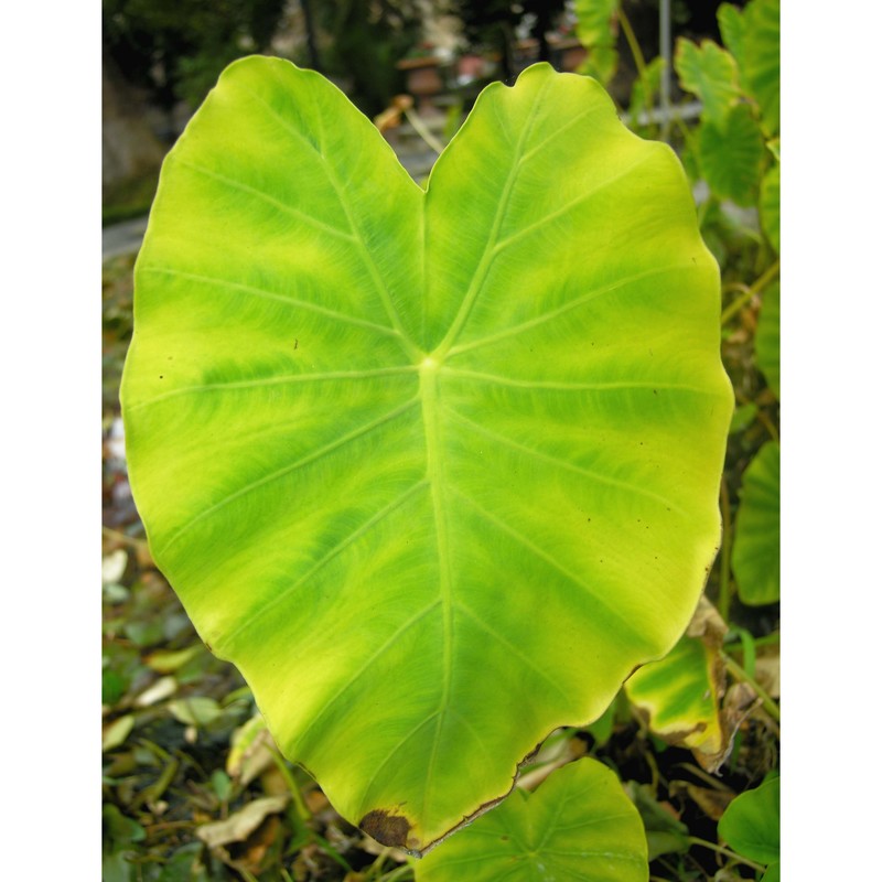 colocasia esculenta (l.) schott