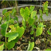 colocasia esculenta (l.) schott