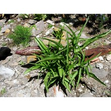 helicodiceros muscivorus (l. fil.) engl.