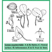 lemna aequinoctialis welw.