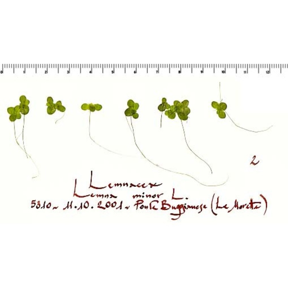 lemna minor l.