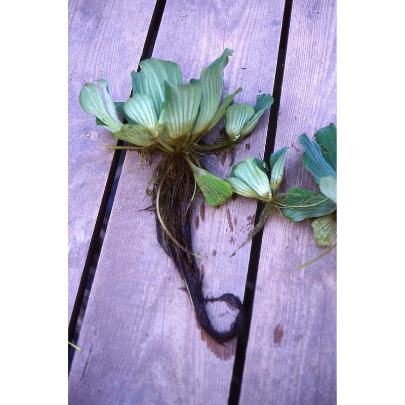 pistia stratiotes l.