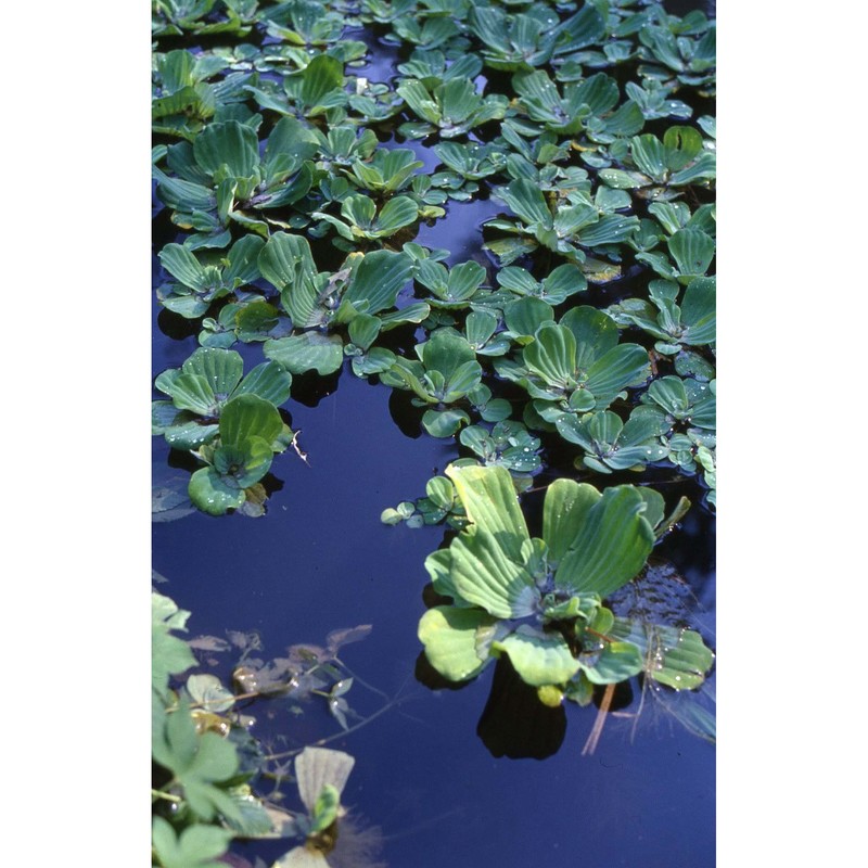 pistia stratiotes l.