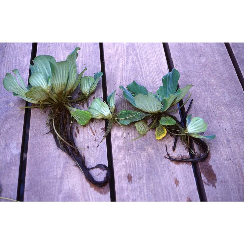 pistia stratiotes l.