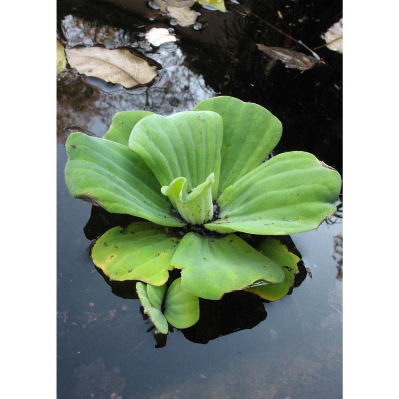 pistia stratiotes l.