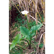 zantedeschia aethiopica (l.) spreng.