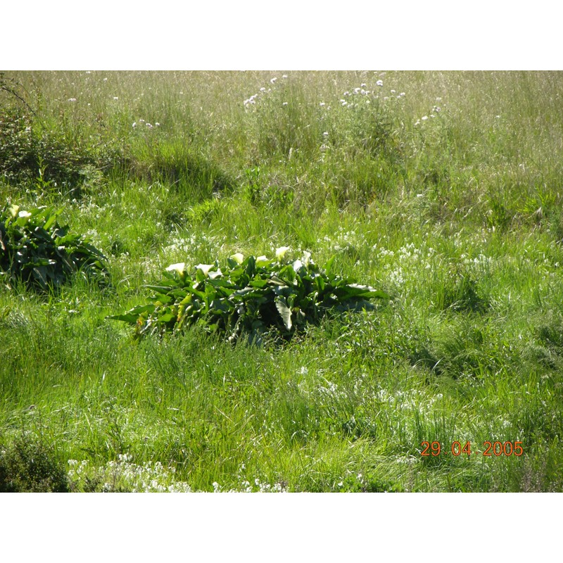 zantedeschia aethiopica (l.) spreng.