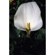 zantedeschia aethiopica (l.) spreng.