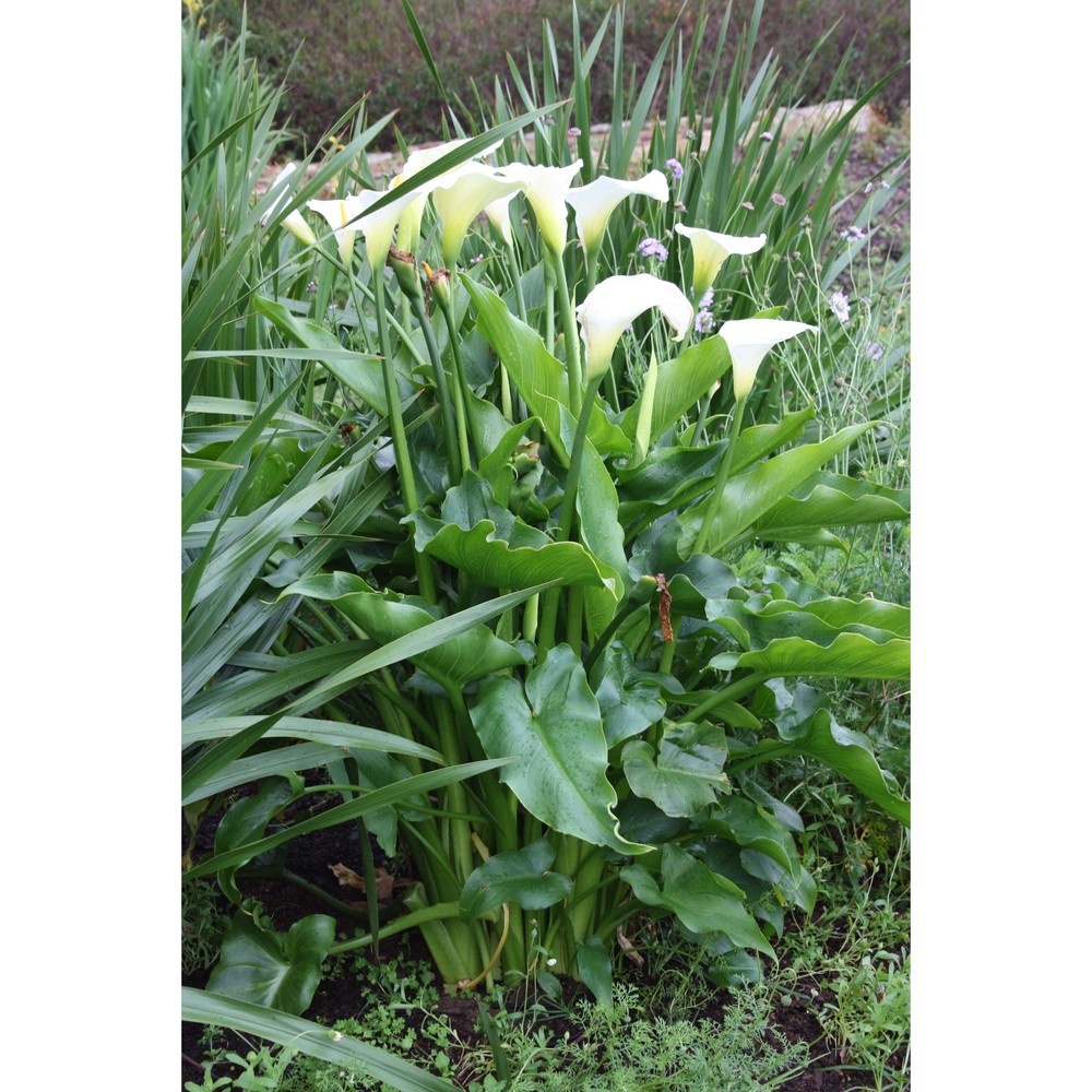 zantedeschia aethiopica (l.) spreng.