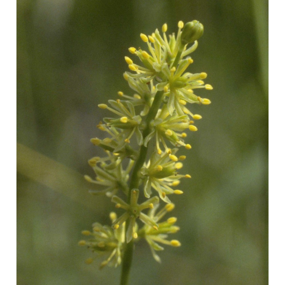 tofieldia calyculata (l.) wahlenb.