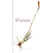 tofieldia calyculata (l.) wahlenb.