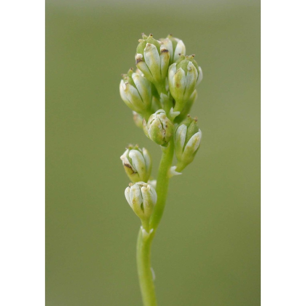 tofieldia pusilla (michx.) pers.