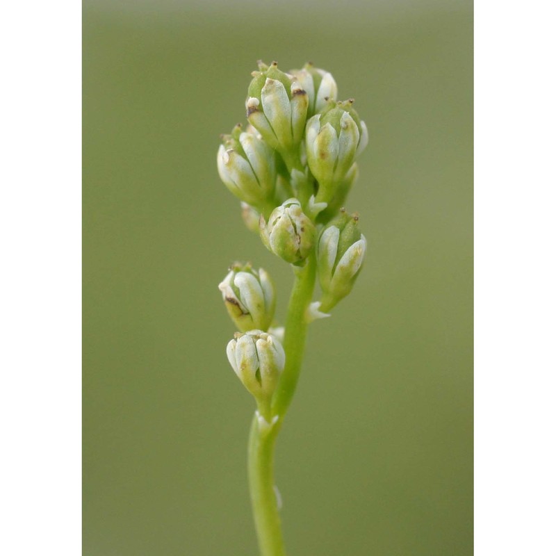 tofieldia pusilla (michx.) pers.