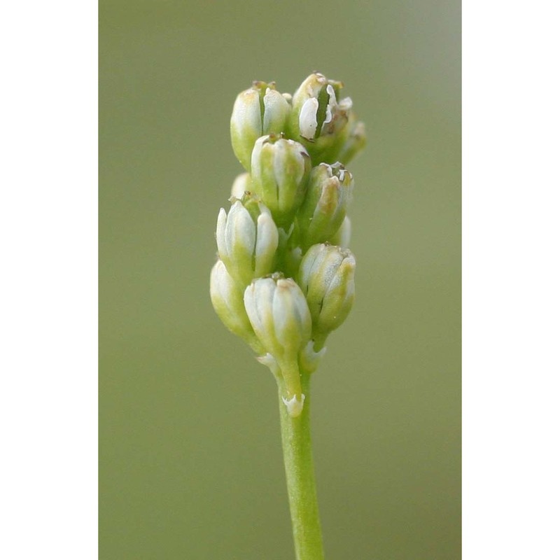 tofieldia pusilla (michx.) pers.