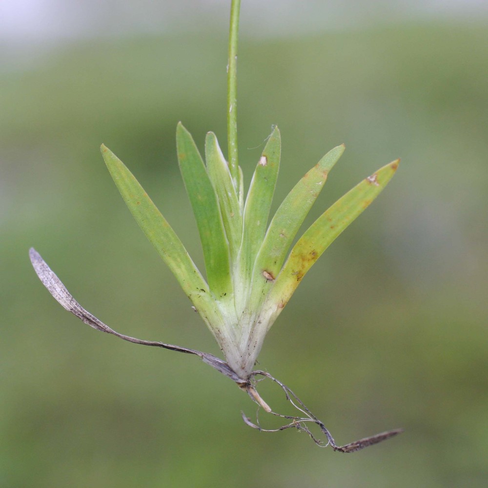 tofieldia pusilla (michx.) pers.