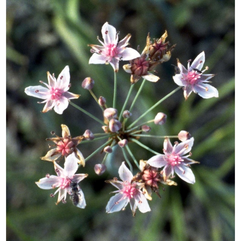 butomus umbellatus l.