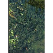 elodea canadensis michx.