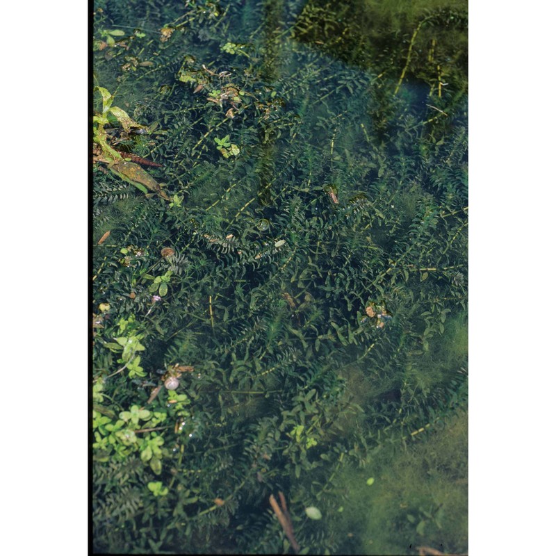 elodea canadensis michx.