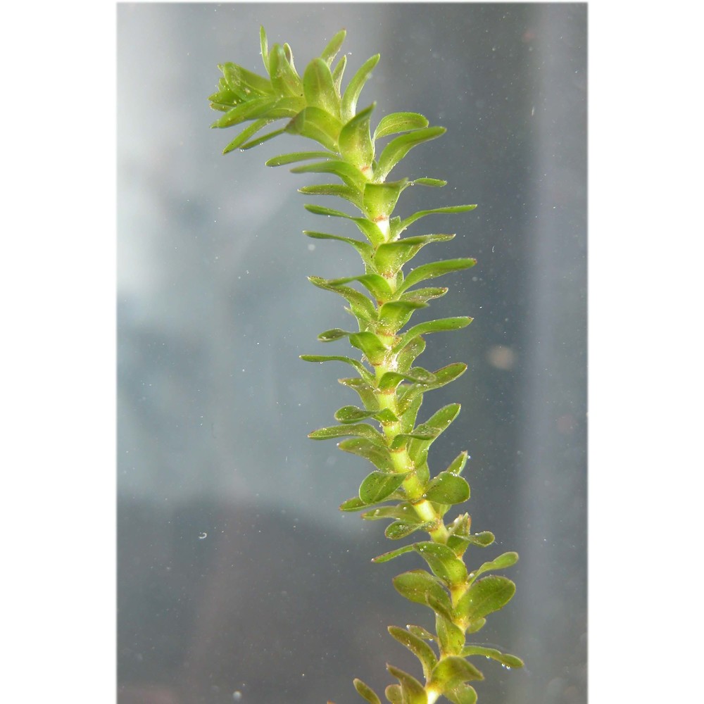 elodea canadensis michx.