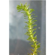 elodea canadensis michx.