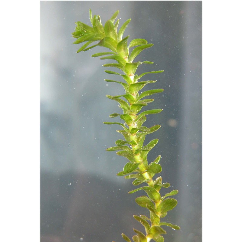 elodea canadensis michx.