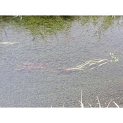 elodea canadensis michx.