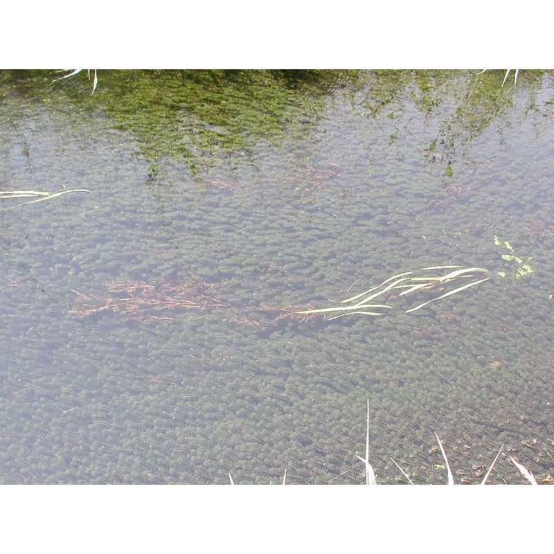 elodea canadensis michx.