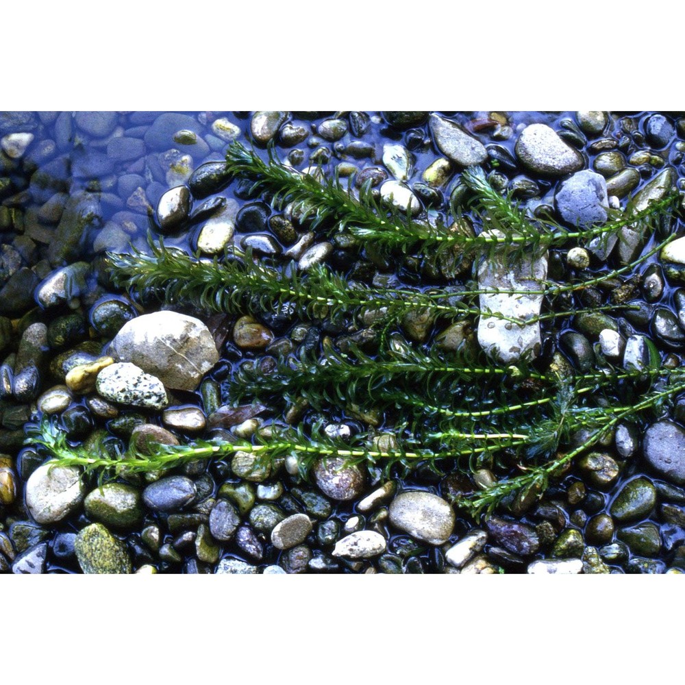 elodea densa (planch.) casp.