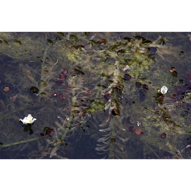 elodea densa (planch.) casp.