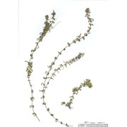 elodea nuttallii (planch.) h. st. john