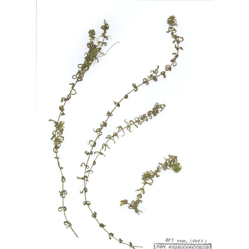 elodea nuttallii (planch.) h. st. john