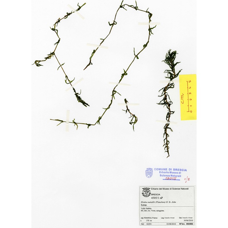 elodea nuttallii (planch.) h. st. john