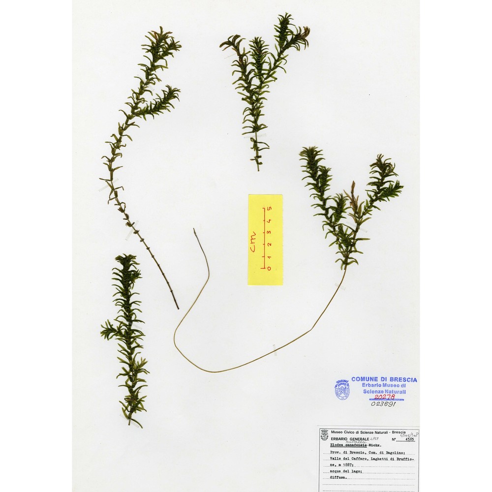 elodea nuttallii (planch.) h. st. john