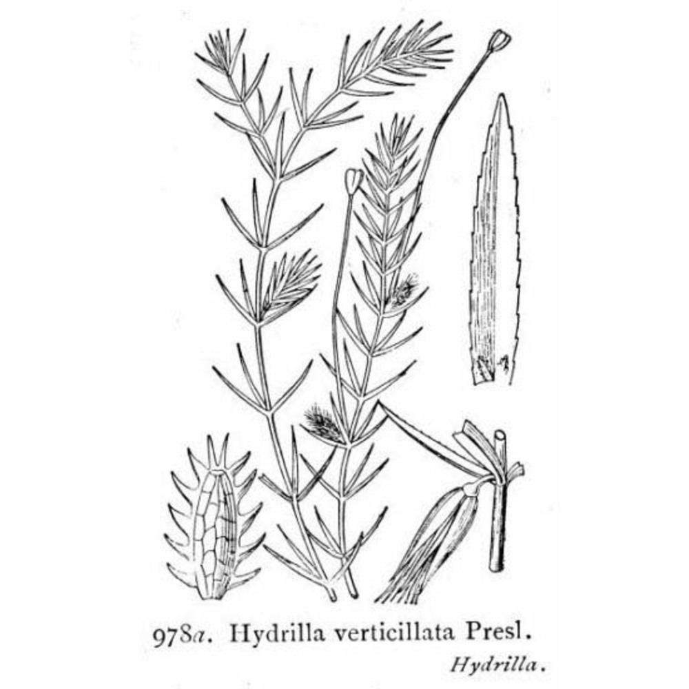 hydrilla verticillata (l. fil.) royle