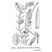 hydrilla verticillata (l. fil.) royle