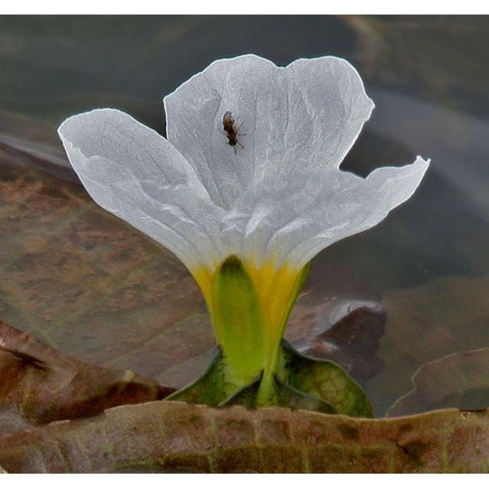 ottelia alismoides (l.) pers.