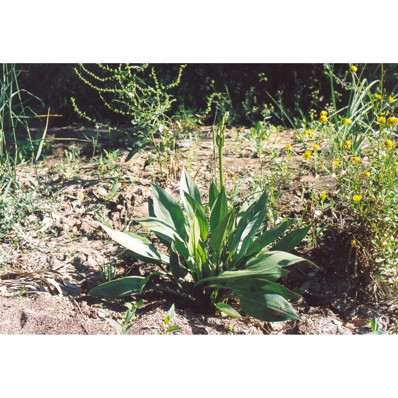 alisma plantago-aquatica l.